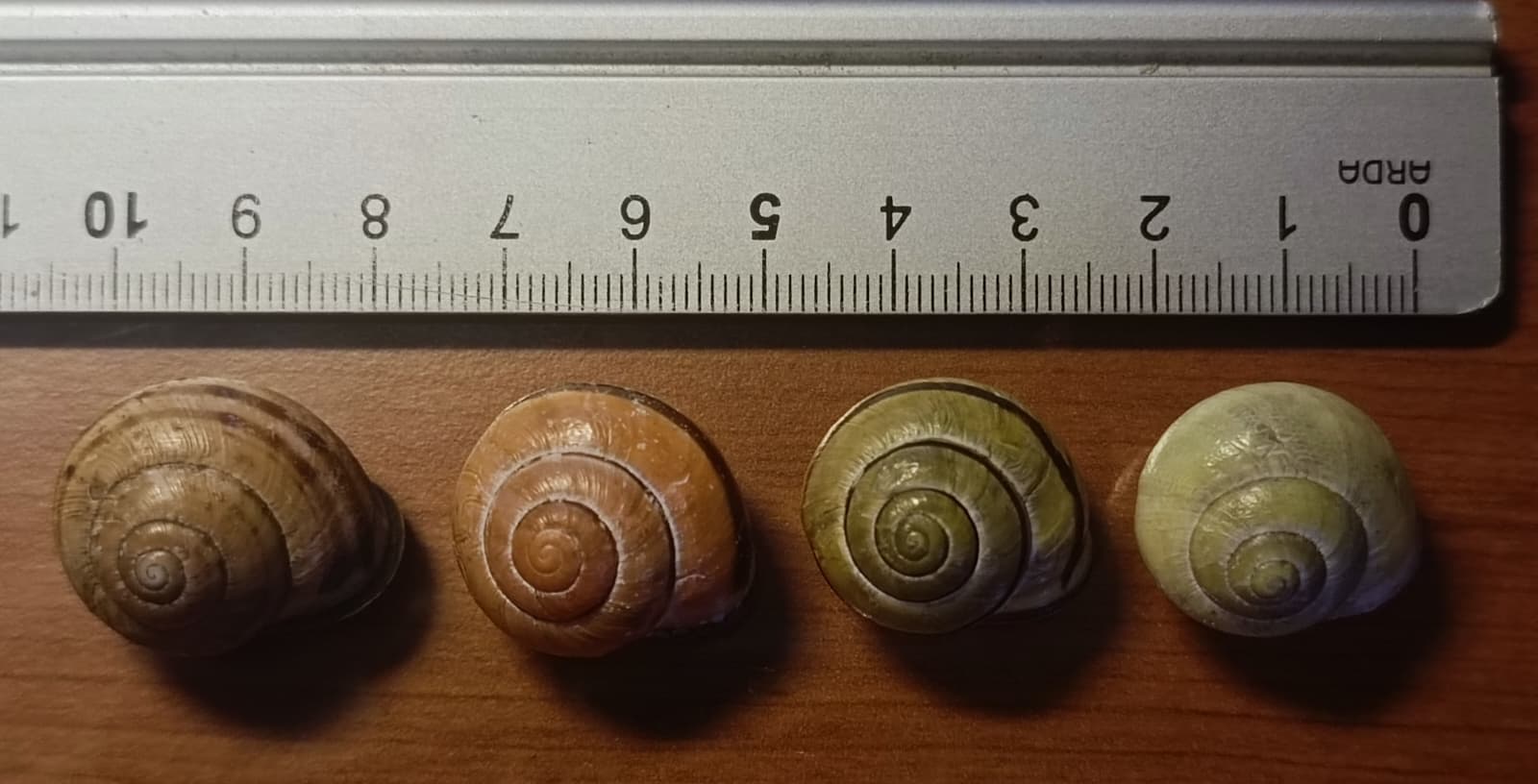 Cepaea namoralis da Jagel